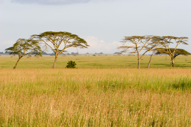 Acacias On Serengeti